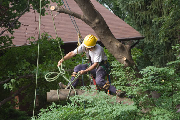 Professional Tree Care in Oak Hills, CA